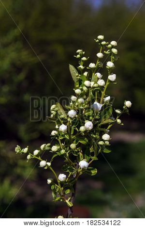 The exochorda racemosa. The beginning of flowering. Inflorescences and buds in early spring.