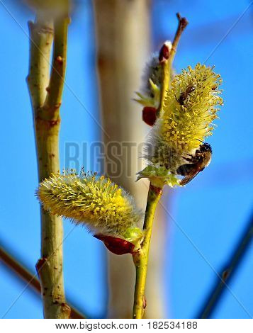 Verba has blossomed, the bees. Verba is the Symbol of Easter. Orthodox Easter holiday. Flowering tree in spring against the blue sky. Low DOF photography.