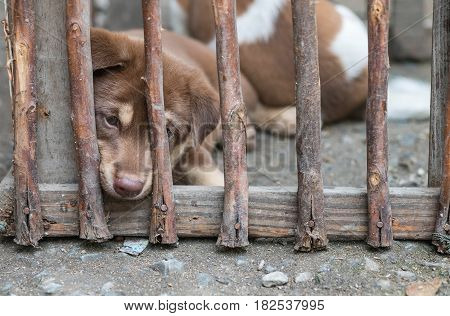 Closeup puppy in the wood cage background