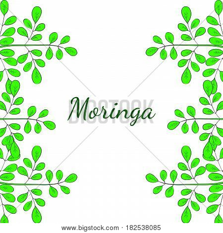 Moringa oleifera medicinal plant. Hand drawn botanical sketch illustration border. Template banner.
