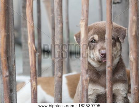 Closeup brown puppy in wood cage background