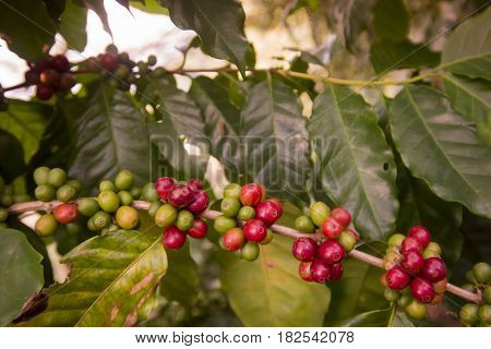 Thailand Chiang Rai Mae Salong Coffee Plantation