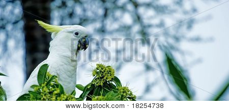 Большой желтый Какаду (Cacatua sulphurea)