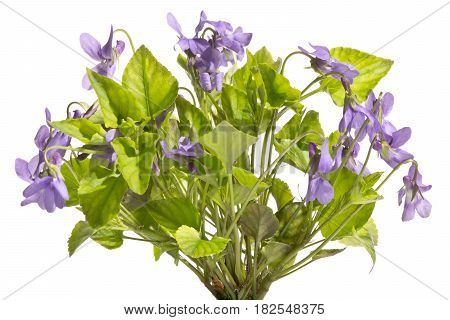 A bouquet of beautifully blossoming wild violets.Violets isolated on a white background.