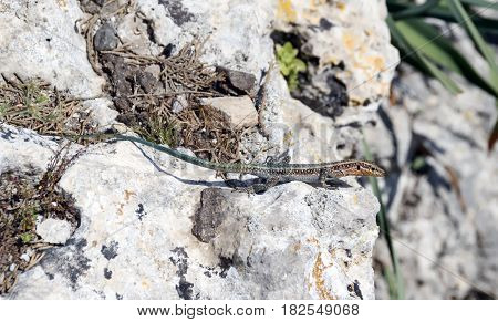 Stone rock background with green lisard on it