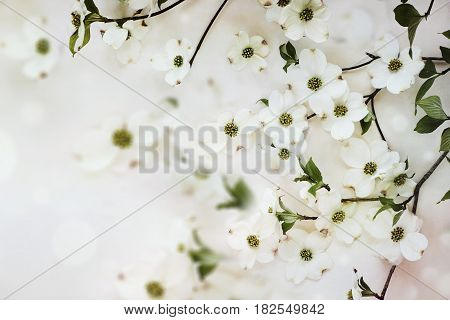 Flowering dogwood spring blossoms against a soft textured background.