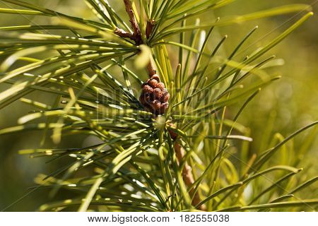Macro photo of Japanese umbrella pine needles (Sciadopitys verticillata)