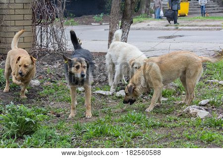 Flock of stray homeless dogs on a city street