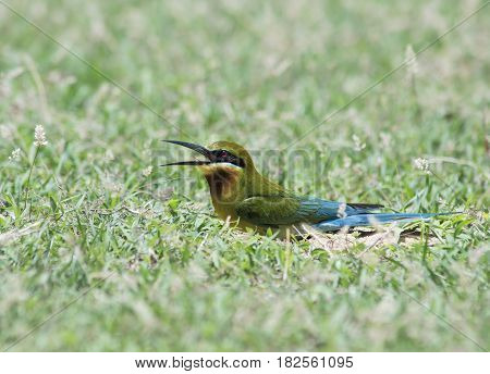 Blue-tailed bee-eater ( Merops philippinus) in nature