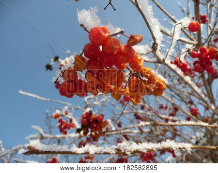 Red viburnum in the snow on blue sky background