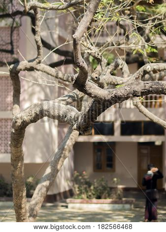 COLOR PHOTO OF TREE BRANCHES UNDER LIGHT OF THE SUN