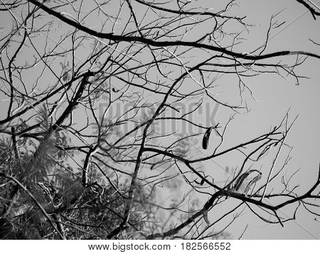 BLACK AND WHITE PHOTO OF TREE BRANCHES UNDER SUNLIGHT