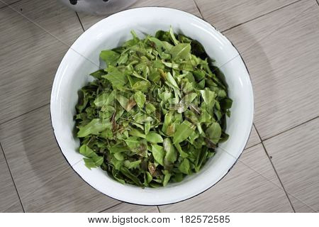 Garcinia cowa the names of trees small to medium until one in the family. GUTTTIFERACEAE Found in tropical forests generally smooth bark dark brown almost black. Latex opaque yellow leaves it leaves a thick texture sour flowers are small bouquet of fresh