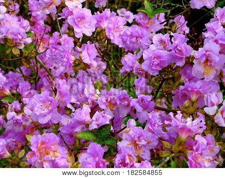 Azalea Bush, Purple, Springtime Beauty, Eastern NC