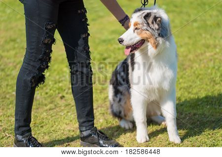 Border Collie Dog In The Park