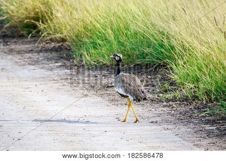Northern Black Korhaan On The Road.
