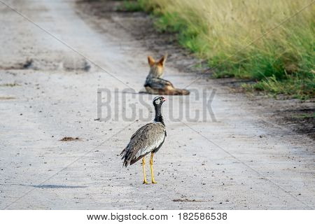 Northern Black Korhaan With A Jackal.