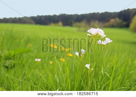 cuckoo flower in a meadow forest in the background