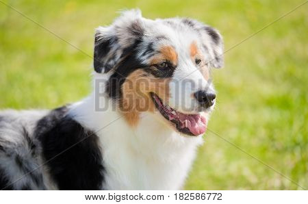 Border Collie Dog In The Park