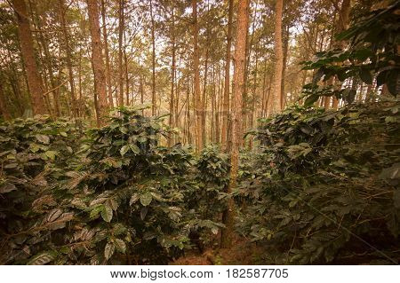 Thailand Chiang Rai Doi Tung Coffee Plantation