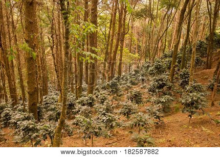 Thailand Chiang Rai Doi Tung Coffee Plantation