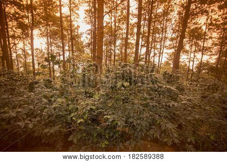 Thailand Chiang Rai Doi Tung Coffee Plantation
