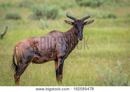 Starring Tsessebe In The Okavango.