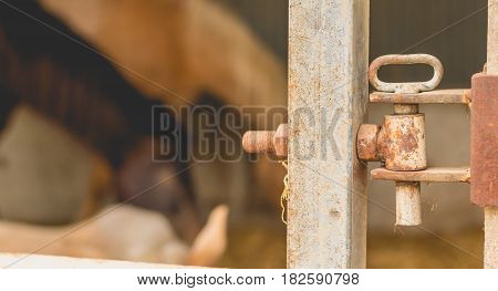 Close-up Of The Lock Of A Paddock