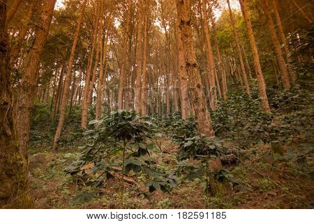 Thailand Chiang Rai Doi Tung Coffee Plantation