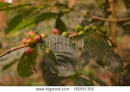 Thailand Chiang Rai Doi Tung Coffee Plantation