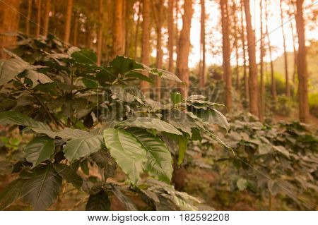 Thailand Chiang Rai Doi Tung Coffee Plantation