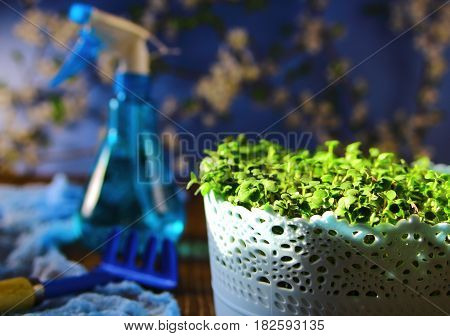 seedlings in the blue pots with the garden tool