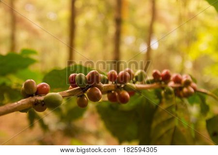 Thailand Chiang Rai Doi Tung Coffee Plantation