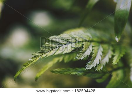 Lushy Fern Leaves Macro Shot