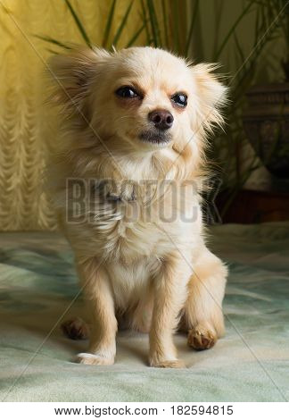 Happy Chihuahua canine cheerful domestic happiness barking carnivore cut happily pedigree pup puppy small tiny wink young