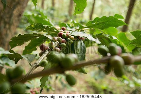 a coffee plantation near Doi Tung north of the city of Chiang Rai in North Thailand.