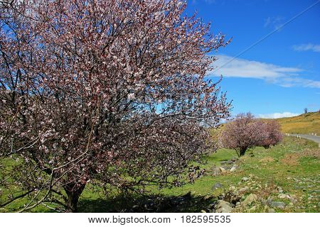 flowering trees along the road, a tree studded with pink flowers, grass and stones, the edge of the road, rich blue sky with a few clouds
