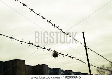 Barbed wire on a guarded object, against a cloudy sky background