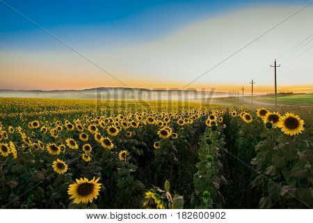 Field of sunflowers at the foot of the mountain and fog