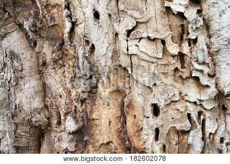 Old tree trunk with holes from woodworm and woodpecker. Brown wooden background in a rustic style.
