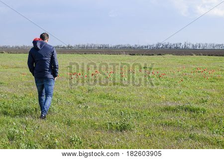 A Man In A Jacket On A Field Of Tulips. Glade With Tulips
