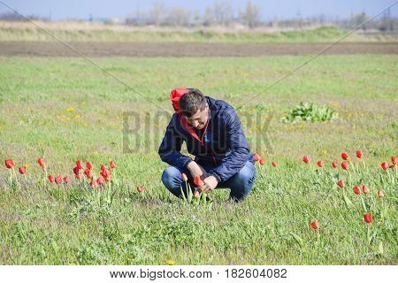 A Man In A Jacket On A Field Of Tulips. Glade With Tulips