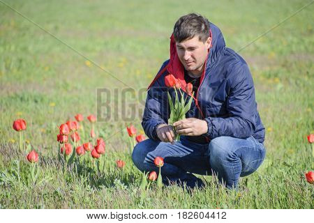 A Man In A Jacket On A Field Of Tulips. Glade With Tulips
