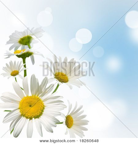 Daisywheels