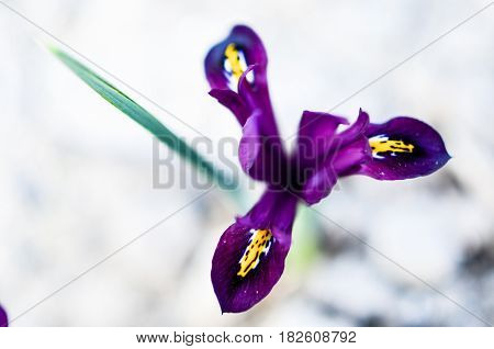 Iris Reticulata Iridodictyum On Flower Bed Low Depth Of Field
