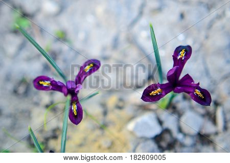 Iris Reticulata Iridodictyum On Flower Bed Low Depth Of Field