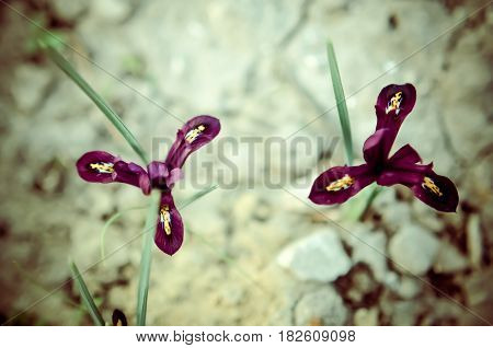 Iris Reticulata Iridodictyum On Flower Bed Low Depth Of Field