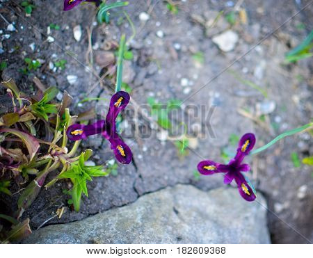 Iris Reticulata Iridodictyum On Flower Bed Low Depth Of Field