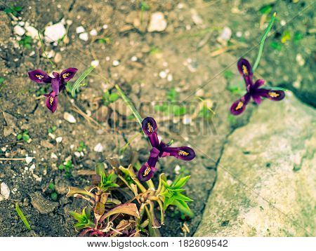 Iris Reticulata Iridodictyum On Flower Bed Low Depth Of Field