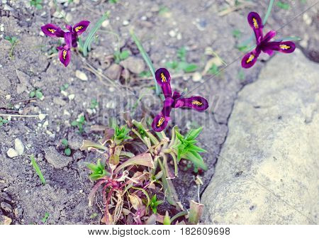 Iris Reticulata Iridodictyum On Flower Bed Low Depth Of Field